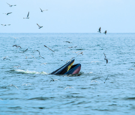 whales eating fish (Balaenoptera brydei) in Gulf of Thailandの写真素材