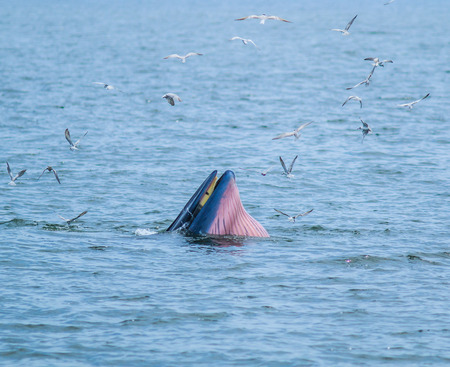 whales eating fish (Balaenoptera brydei) in Gulf of Thailandの写真素材