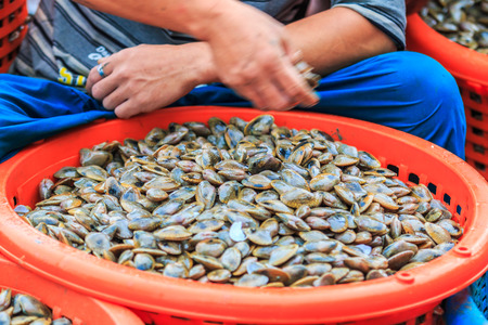 shellfish (Paphia undulata) On fishing vessels Gulf of Thailand