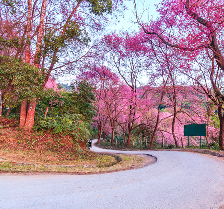 Cherry Blossom and sakura on roadの写真素材