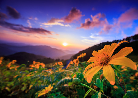 Landscape sunset nature flower Tung Bua Tong Mexican sunflower in Maehongson Province, Thailand.の写真素材