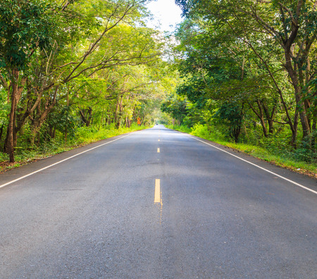 The road and tunnel of green trees on roadの写真素材