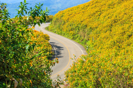 Landscape road and beautiful flowers in Maehongson Province, Thailandの写真素材