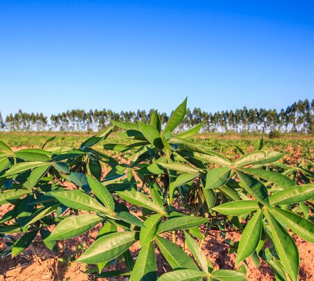 Cassava farmland agriculture in Thailandの写真素材