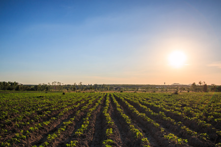 Cassava farmland agriculture in Thailandの写真素材