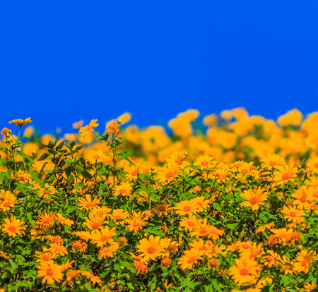 landscape nature flower (mexican sunflower) in Maehongson Province, Thailand.の写真素材