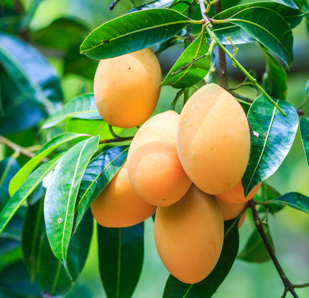 Mayongchid Maprang Marian Plum and Plum Mango thailand Orchard