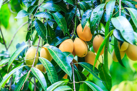 Mayongchid Maprang Marian Plum and Plum Mango thailand Orchardの写真素材