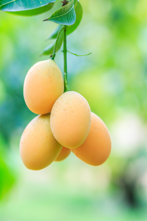Mayongchid Maprang Marian Plum and Plum Mango thailand Orchardの写真素材