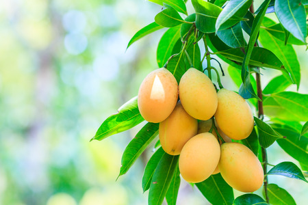 Mayongchid Maprang Marian Plum and Plum Mango thailand Orchard