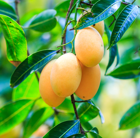 Mayongchid Maprang Marian Plum and Plum Mango thailand Orchardの写真素材