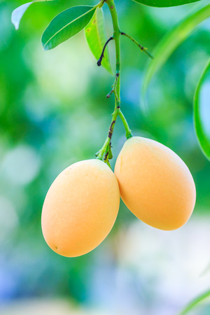 Mayongchid Maprang Marian Plum and Plum Mango thailand Orchardの写真素材