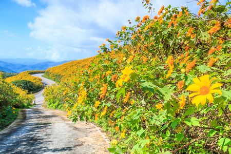 Mexican sunflower or Tithonia diversifolia (Origin at Mexico) in Thailandの写真素材