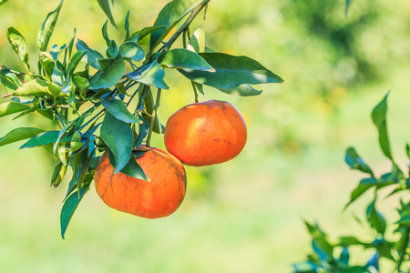orange on the treeの写真素材
