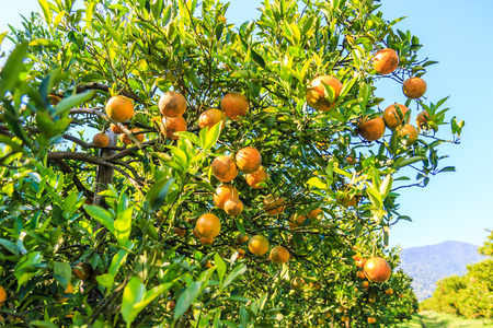 orange on the treeの写真素材