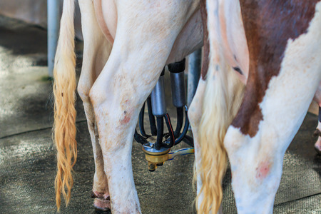 The Milkmaid, milking cows on farmの写真素材