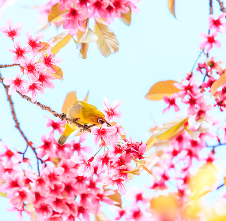 white-eye Bird on Cherry Blossom and sakuraの写真素材