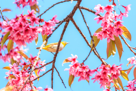 white-eye Bird on Cherry Blossom and sakuraの写真素材
