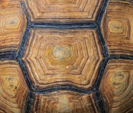 turtleの写真素材