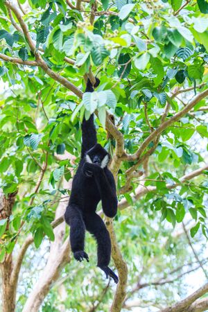 gibbonの写真素材