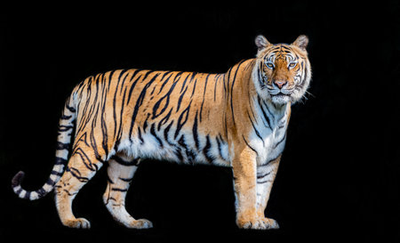 Picture of a tiger against a black backgroundの写真素材