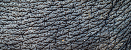 Picture of elephant skin for backdropの写真素材