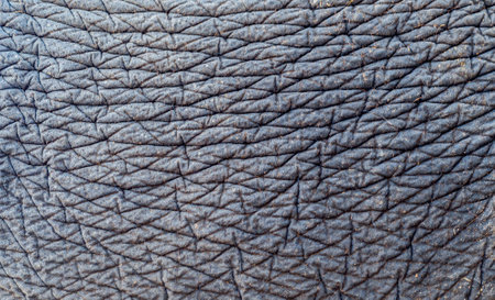Picture of elephant skin for backdropの写真素材