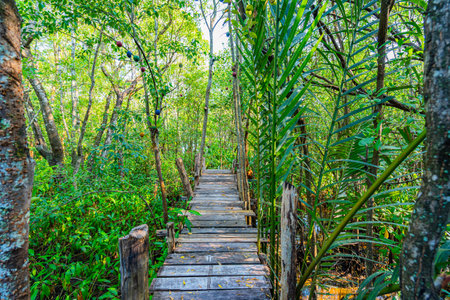 A wooden walkway through the mangrove forest at Ko Yo of Songkhla Province, southern Thailand, Asiaの写真素材