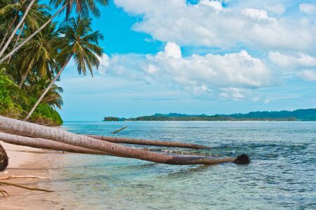 Scenic coast with fallen coconut trees, Indonesia, Southeast Asia