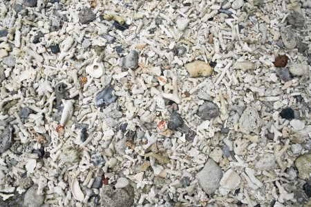 Sea shells, coral and pebble stone for background textureの写真素材