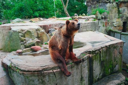Brown bear Ursus arctos sitting, side viewの写真素材