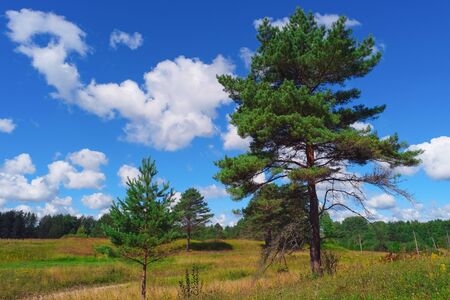 Summer landscape with pine trees, grass, sky and cloudsの写真素材