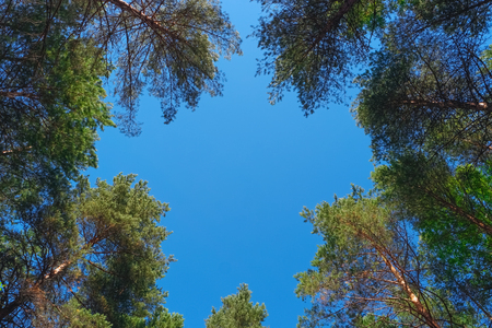 Natural frame of pine trees against blue skyの写真素材