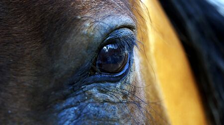 Eye of a horseの写真素材