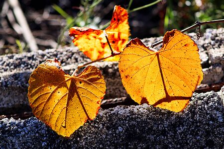 At the ehd of autumnの写真素材