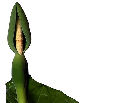 The birth of a new flowerの写真素材