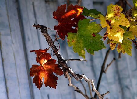 Autumn shadesの写真素材