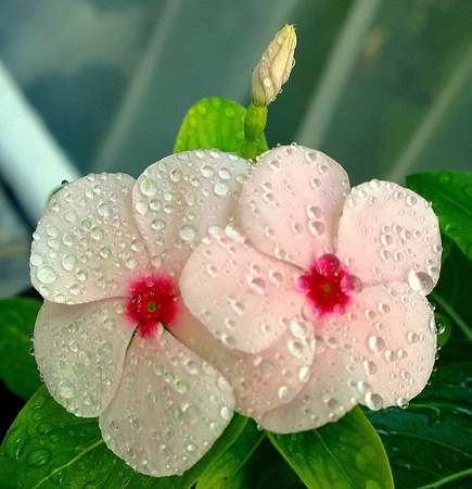 After rainの写真素材