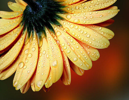 Wet yellow gerbera - detailの写真素材