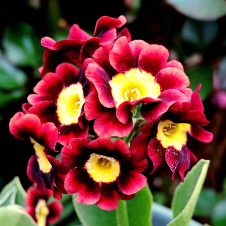 Attractive red and yellow bloom