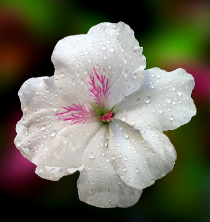 White muscat flower on colorful backgroundの写真素材