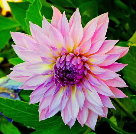Stunning colorful dahlia on a natural backgroundの写真素材