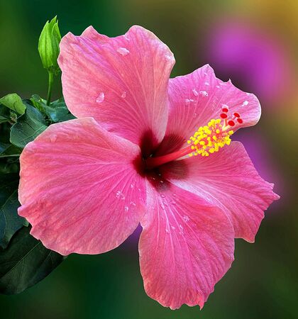 Elegant pink hibiscus in natural backgroundの写真素材