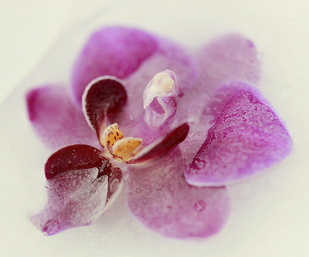 Orchid in the iceの写真素材