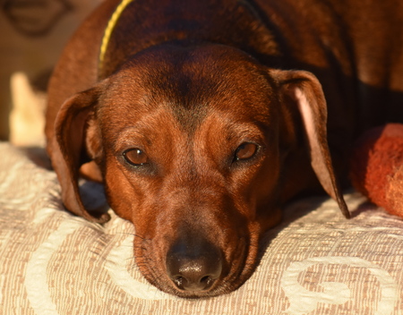 Dachshund dog posing for a photoの写真素材