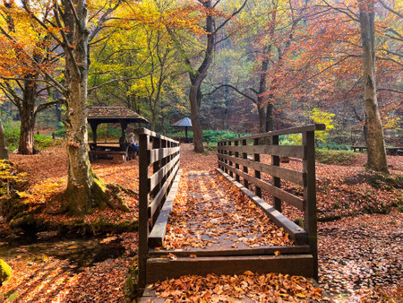 Beautiful forest nature in autumn time. Fallen leaves in autumn. Forest in autumnの写真素材