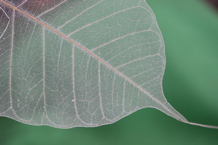 Beautiful decorative skeleton leaves