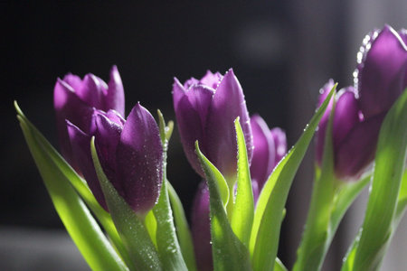 purple tulips in a vase on a dark background.の写真素材