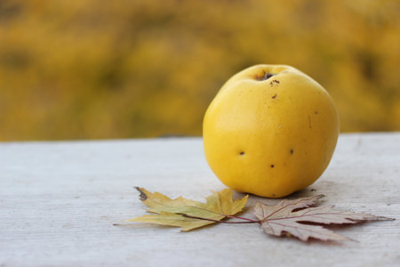 Yellow quince and autumn leaves on a wooden table. Selective focus.の写真素材