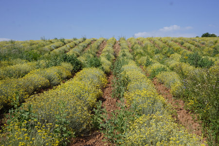 Agricultural field of yellow flowers on a background of blue skyの写真素材